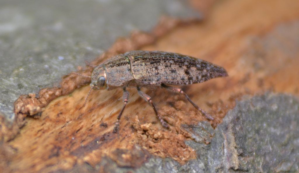 Quale Dicerca? Dicerca berolinensis, Buprestidae